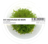 ADA 珍珠草 Hemianthus micranthemoides IC022